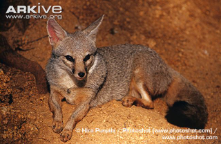 Illustration for article titled Wednesday Woof - Vulpes bengalensis Edition